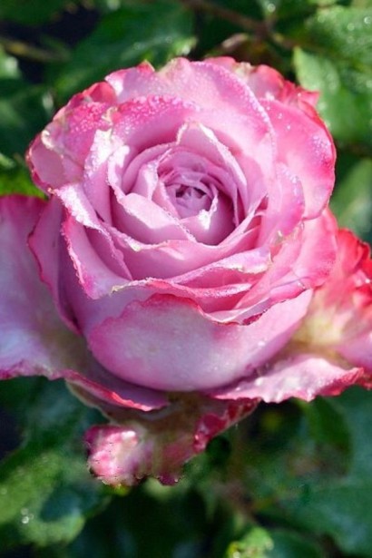 Роза чайно-гибридная ’Дипп Уоттер’|Hybrid tea rose ’Deep Water’|Троянда чайно-гібридна ’Діпп Воттер’ 